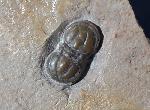 Peronopsis interstricta (WHITE 1874) - Bild &copy; FossNet FossilienStore